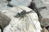 Onychogomphus uncatus